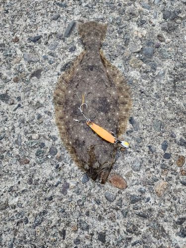 ヒラメの釣果