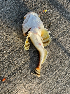 カジカの釣果