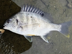 キビレの釣果