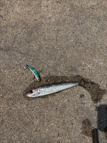 イワシの釣果