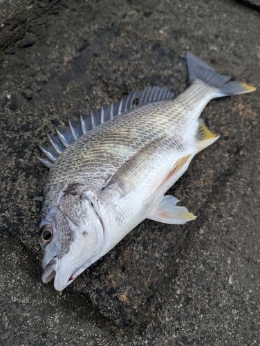 キビレの釣果