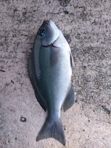 グレの釣果