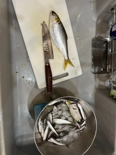 コノシロの釣果