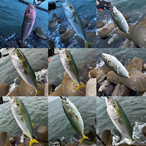 ツバイソの釣果