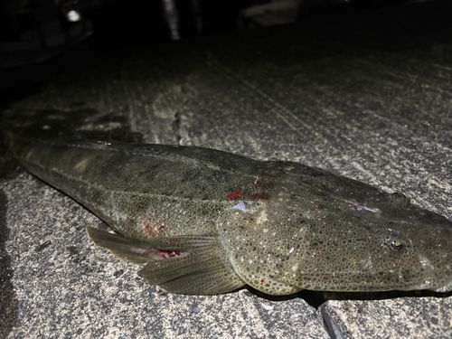 マゴチの釣果