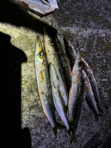 カマスの釣果