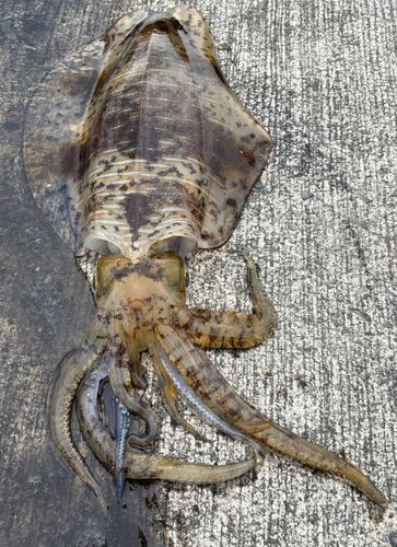 アオリイカの釣果