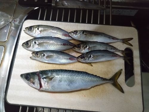 アジの釣果