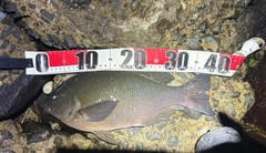 クチブトグレの釣果