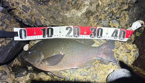 クチブトグレの釣果