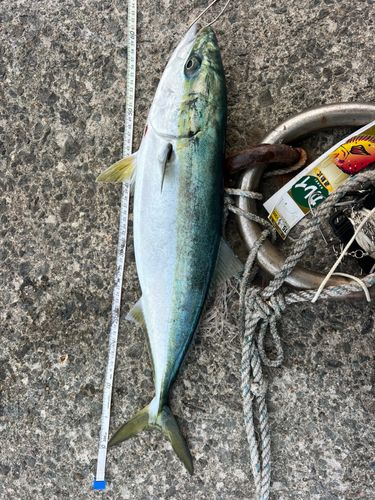 ワラサの釣果