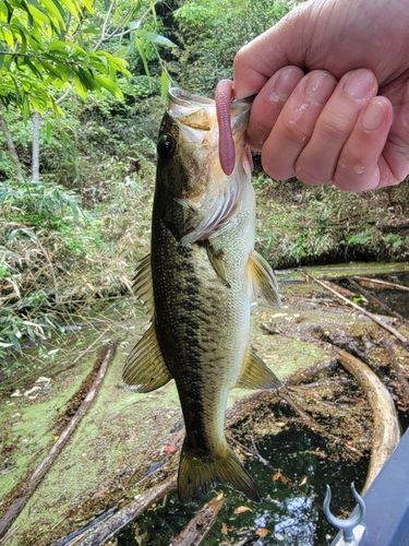ブラックバスの釣果