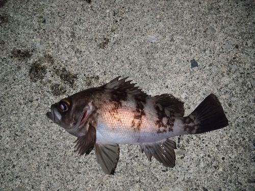 メバルの釣果