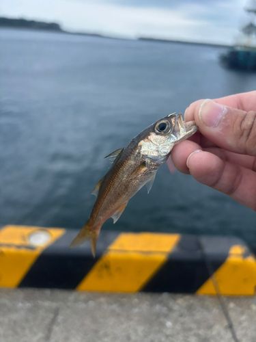 ムツの釣果