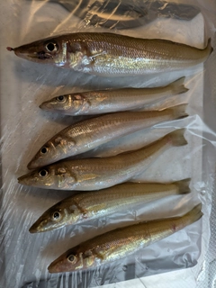 キスの釣果
