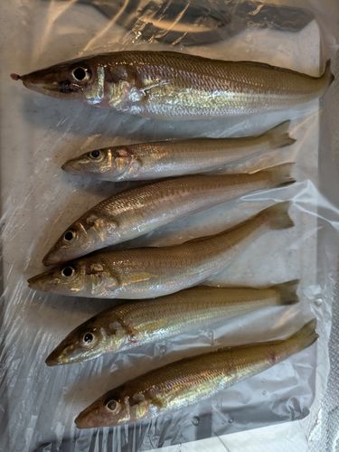 キスの釣果