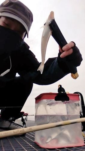 キスの釣果