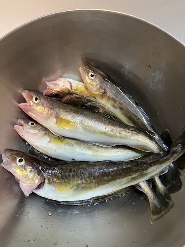 コマイの釣果