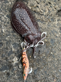 シリヤケイカの釣果