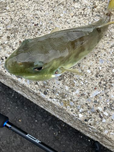 シロサバフグの釣果