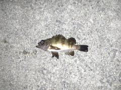 メバルの釣果