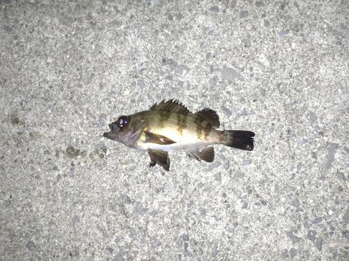 メバルの釣果