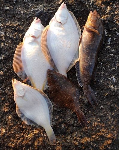 カレイの釣果