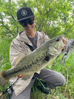 ラージマウスバスの釣果