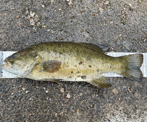 スモールマウスバスの釣果