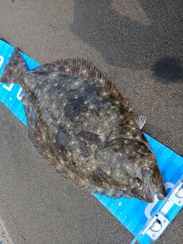 ヒラメの釣果