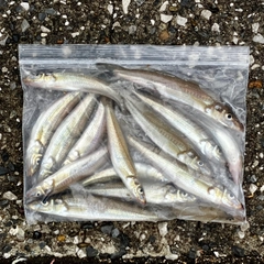 シロギスの釣果