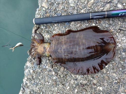 アオリイカの釣果