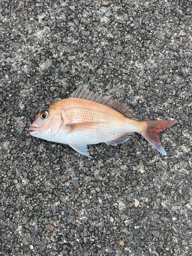 タイの釣果