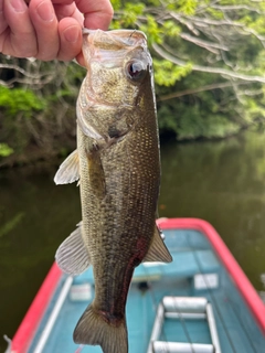 ラージマウスバスの釣果