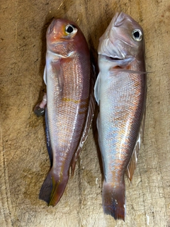 アマダイの釣果