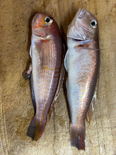 アマダイの釣果