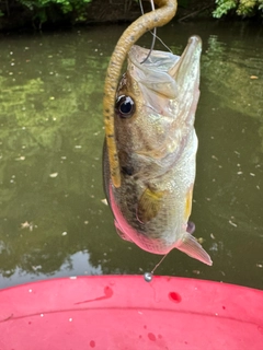 ラージマウスバスの釣果