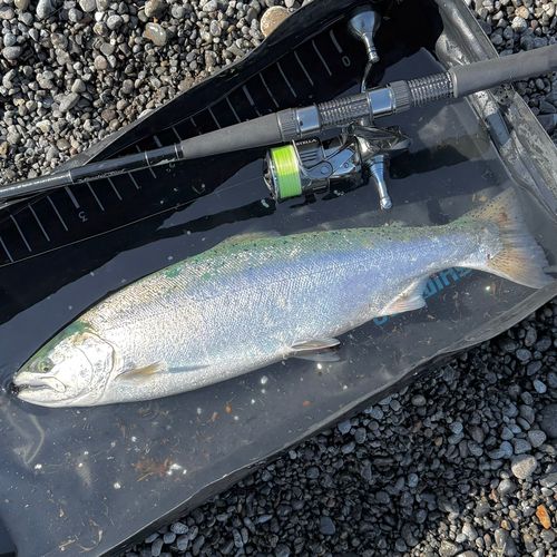 サクラマスの釣果