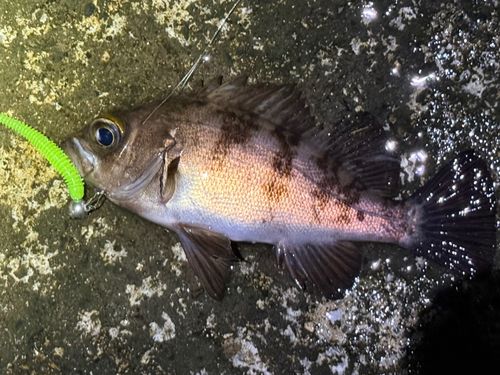 メバルの釣果