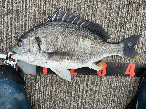 キチヌの釣果