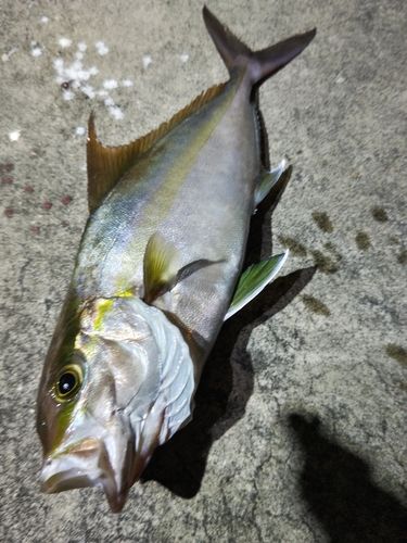 カンパチの釣果