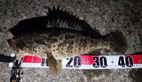 チャイロマルハタの釣果