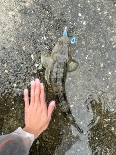 マゴチの釣果