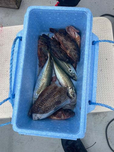 マルアジの釣果