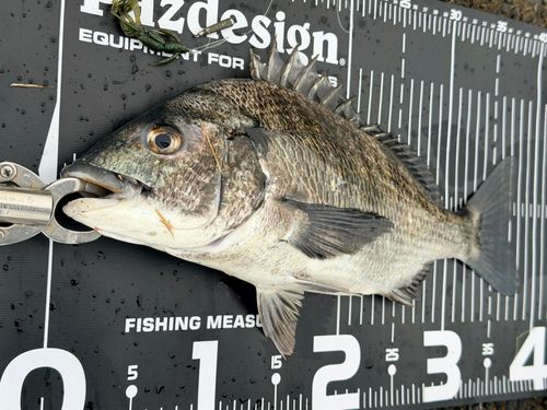 チヌの釣果