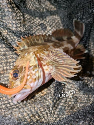 カサゴの釣果