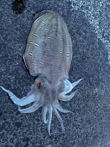 カミナリイカの釣果