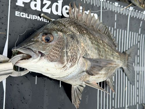 チヌの釣果