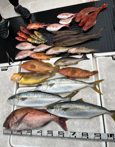 ヒラマサの釣果