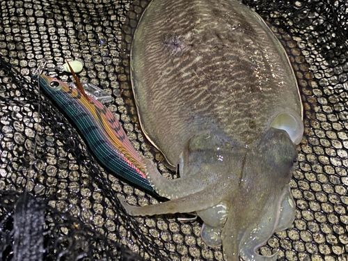 コウイカの釣果